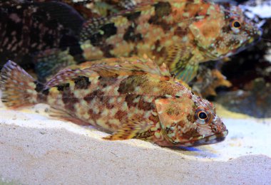 yanlış kelpfish veya mermer rockfish (sebastiscus pavuryası) Japonya