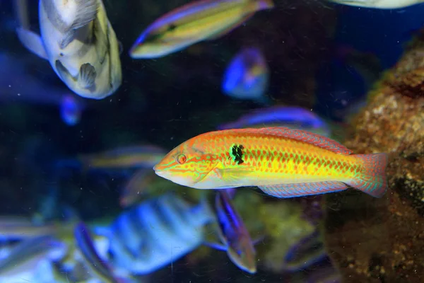 Arc-en-ciel à nageoires multiples (Parajulis poecilopterus) au Japon — Photo