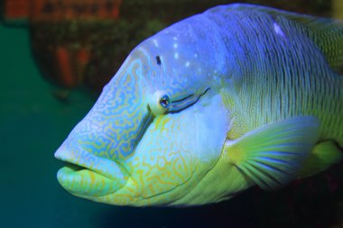 humphead wrasse (cheilinus undulatus) yakından