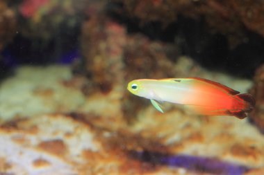 kayabalığı (nemateleotris magnifica) Japonya'da ateş