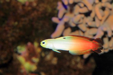 kayabalığı (nemateleotris magnifica) Japonya'da ateş