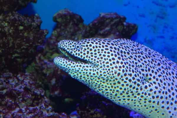 Černá-skvrnitá moray (gymnothorax melanospilus) v Japonsku — Stock fotografie