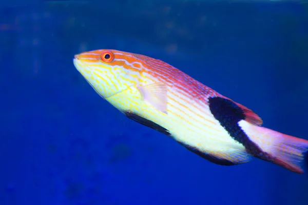 일본에서 블랙핀 pigfish (bodianus loxozonus) — 스톡 사진