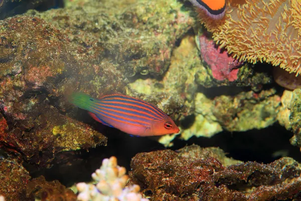 Sixline o Sixstripe Wrasse in Giappone — Foto Stock