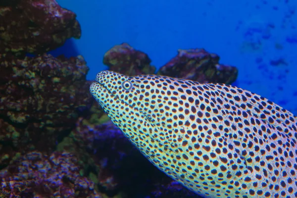 Black- spotted moray (Gymnothorax melanospilus) in Japan — Stock Photo, Image