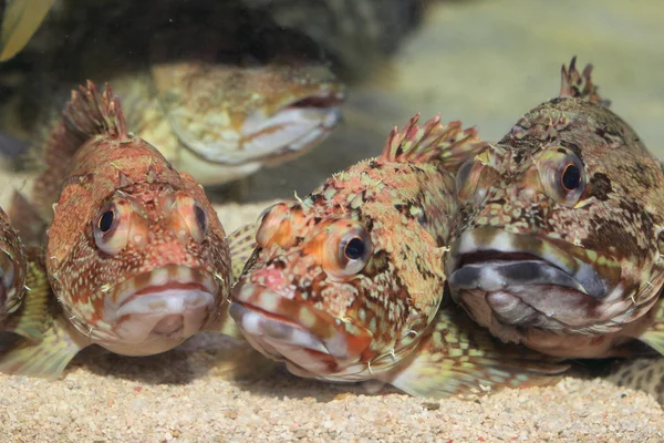 虚假的 kelpfish 或大理石的石斑鱼 (褐菖鲉） 在日本 — 图库照片