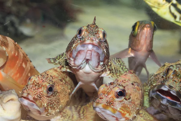 Kelpfish ψευδείς ή μαρμάρινο rockfish (sebastiscus marmoratus) στην Ιαπωνία — Φωτογραφία Αρχείου