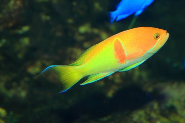 Deniz goldie (pseudanthias squamipinnis), Japonya