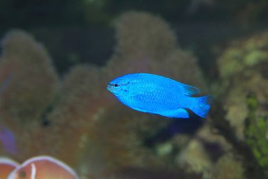 Safir şeytan (chrysiptera cyanea), Japonya