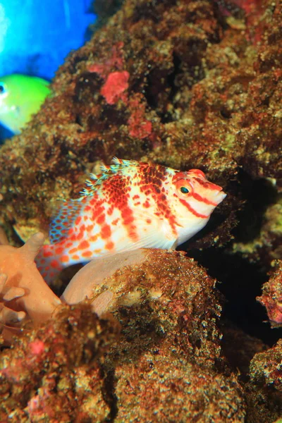 Falco hawkfish (cirrhitichthys falco) v Japonsku — Stock fotografie