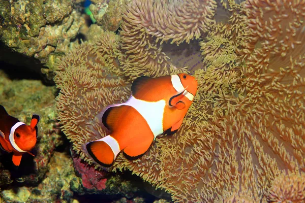 Ocellaris clownfish o pesci pagliaccio comuni o pesci pagliaccio a percula falsa (Amphiprion ocellaris) in Giappone — Foto Stock