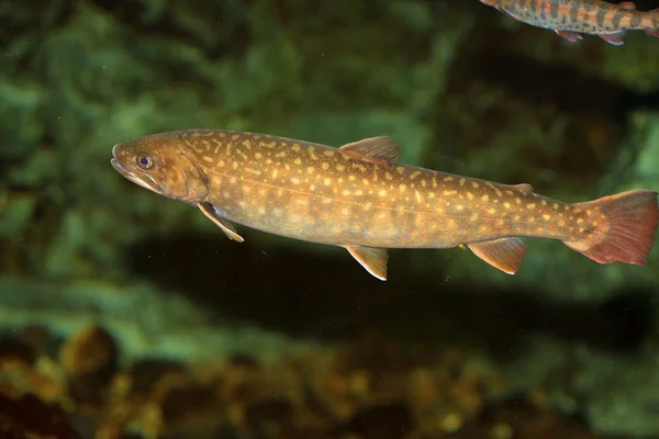 Japanese Char (Salvelinus leucomaenis imbrius) in Japan — Stock Photo, Image