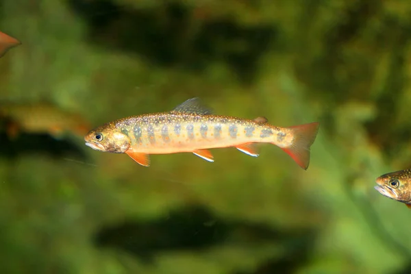 Dolly varden (salvelinus malma malma), Japonya — Stok fotoğraf