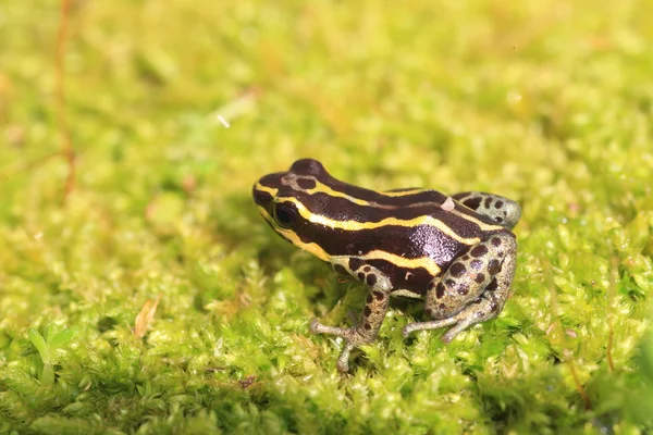 Ventre Poison Frog — Stock Photo, Image