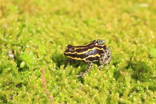 Ventre pilgiftgroda — Stockfoto