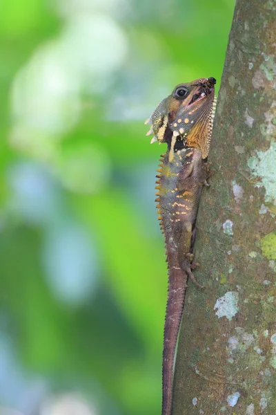 Boyd's forest dragon (Hypsilurus boydii) in Cairns, North Australia — Stock Photo, Image