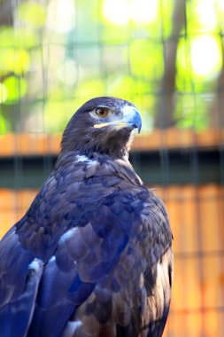 Bozkır kartalı (aquila nipalensis) yakın çekim