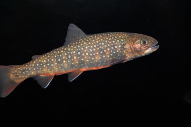 brook alabalık (salvelinus fontinalis) siyah arka plan