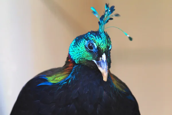 Himalayan monal (lophophorus impejanus) mężczyzna zbliżenie — Zdjęcie stockowe