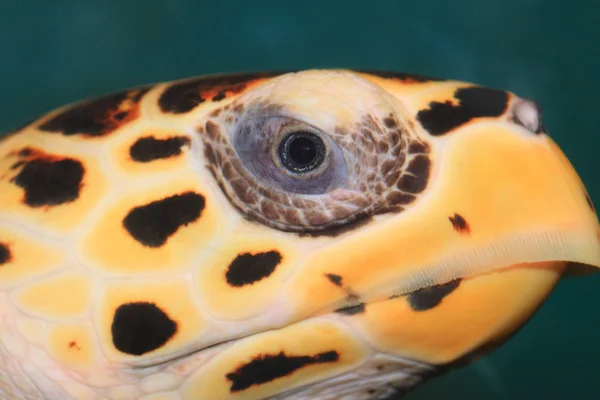 Cserepes teknős (eretmochelys imbricata) közeli képe — Stock Fotó