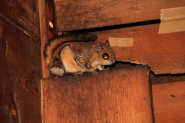 Japonya'da Japon cüce uçan sincap (pteromys momonga)