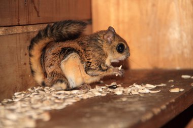 Japonya'da Japon cüce uçan sincap (pteromys momonga)