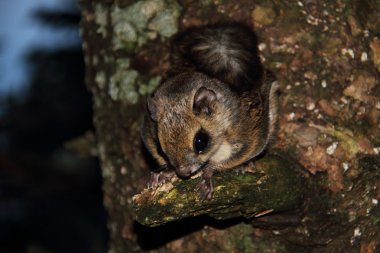 Japonya'da Japon cüce uçan sincap (pteromys momonga)
