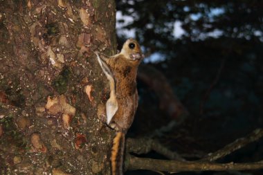 Japonya'da Japon cüce uçan sincap (pteromys momonga)