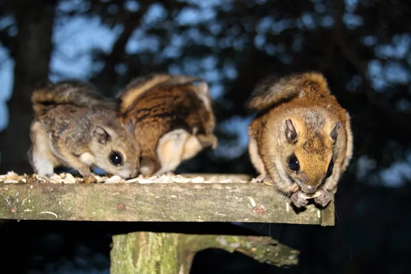 Japonya'da Japon cüce uçan sincap (pteromys momonga)