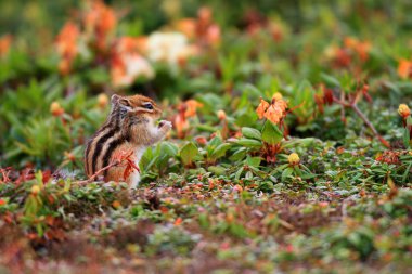 Siberian chipmunk (Tamias sibiricus) in Hokkaido, Japan clipart