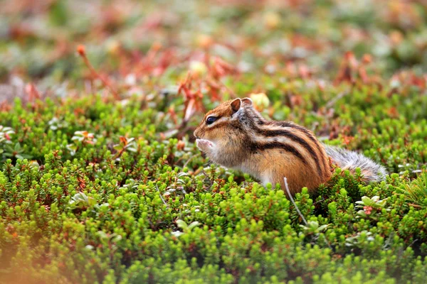 Siberian chipmunk (Tamias sibiricus) in Hokkaido, Japan — Stock Photo, Image