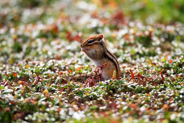 Siberian chipmunk (Tamias sibiricus) in Hokkaido, Japan — Stock Photo, Image