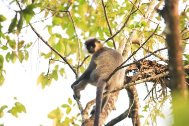 kepli langur (trachypithecus poliocephalus) nameri Milli Park, Türkiye