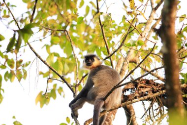 kepli langur (trachypithecus poliocephalus) nameri Milli Park, Türkiye