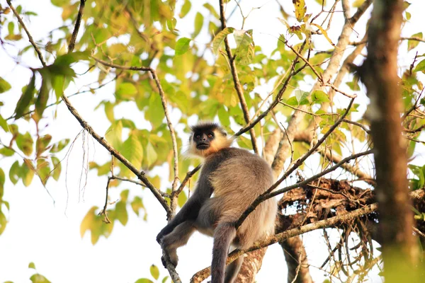 Capped Langur (Trachypithecus poliocephalus) in Nameri National Park, India — Stock Photo, Image