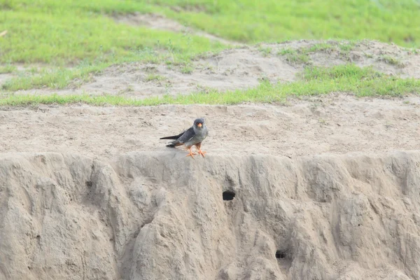 Amur Falcon (Falco amurensis) male in North China — Stock Photo, Image