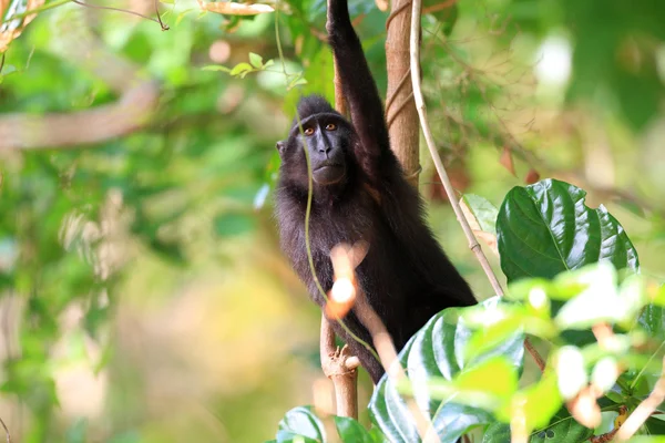 Celebes Crested Macaque (Macaca nigra) in Sulawesi, Indonesia — Stock Photo, Image