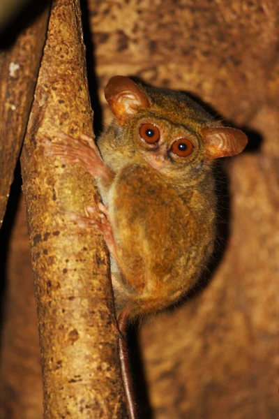 Spectral Tarsier (Tarsius tarsier) a Sulawesi, Indonesia — Foto Stock
