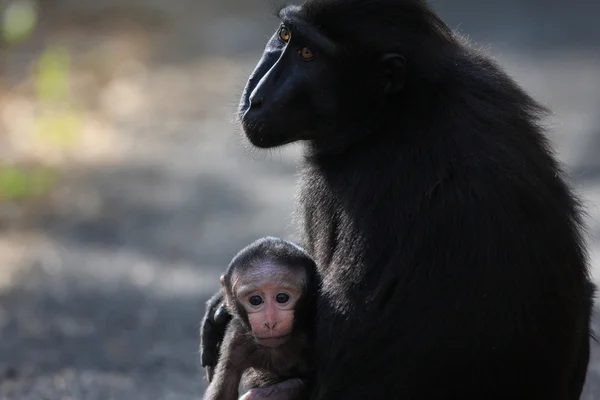 Macaco Crested de celebridades (Macaca nigra) em Sulawesi, Indonésia — Fotografia de Stock