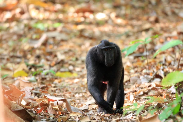 Celebes Crested Macaque (Macaca nigra) a Sulawesi, Indonesia — Foto Stock