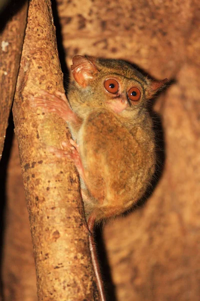 Spectral Tarsier (Tarsius tarsier) a Sulawesi, Indonesia — Foto Stock