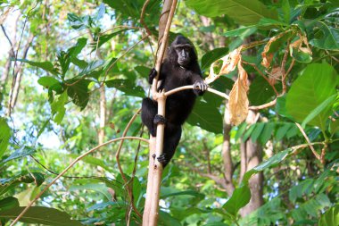 Tepeli celebes makak (macaca nigra) içinde sulawesi, Endonezya