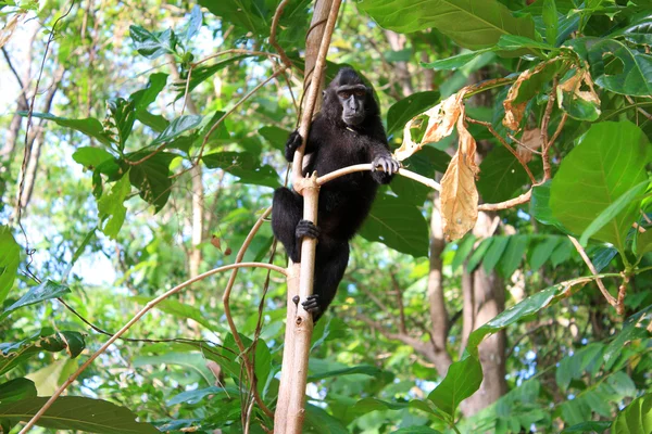 Celebes Crested Macaque (Macaca nigra) in Sulawesi, Indonesia — Stock Photo, Image