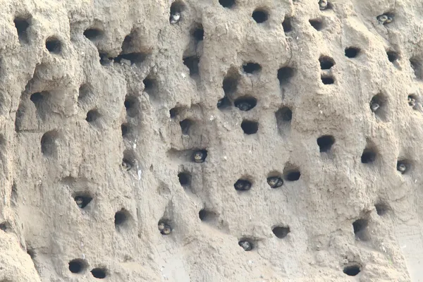 Sand martin's nesting hole (Riparia riparia) in North China — Stock Photo, Image