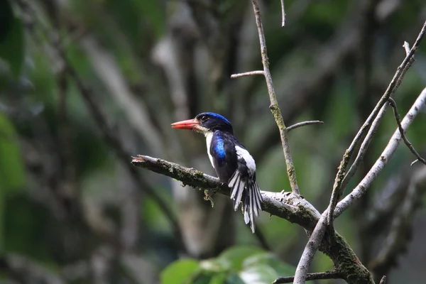 Galatea paradise zingfisher (Tanysiptera galatea) в Halmahera, Индонезия — стоковое фото