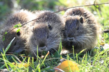 Coypu (myocastor adatavşanları), Japonya