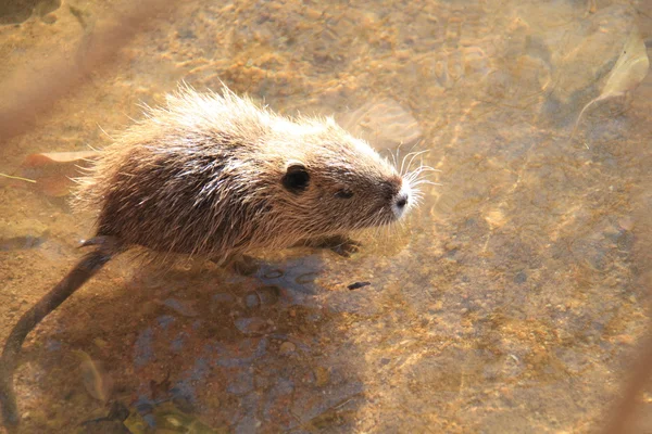 Nutria (myocastor brodzący) w Japonii — Zdjęcie stockowe