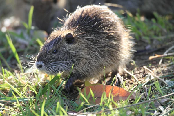 Coypu (Myocastor coypus) in Japan — Stock Photo, Image