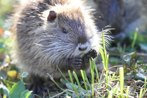 Coypu (Myocastor coypus) in Japan — Stock Photo, Image