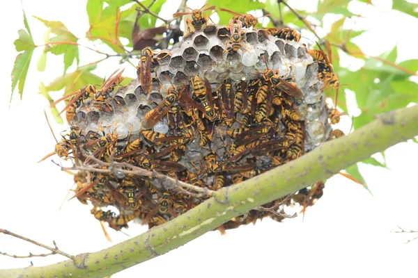 Vespa de papel de cintura escura (Polistes jokahamae) nidificação no Japão — Fotografia de Stock